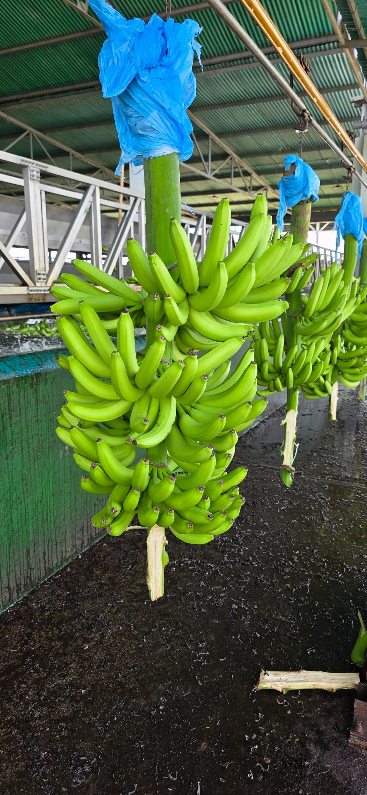 Green Cavendish bunches in packing house