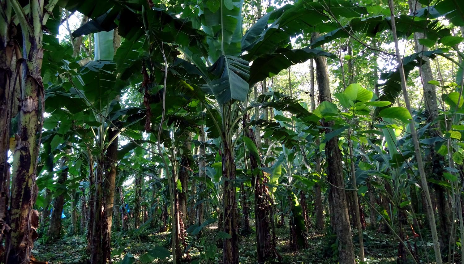 Costa Rica banana plantation interior