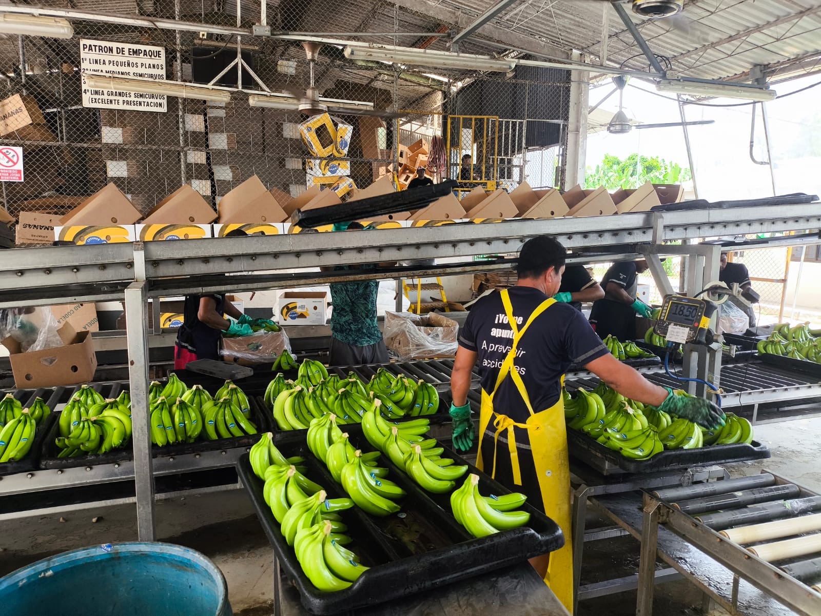 Agrood workers sorting freshly cut Cavendish bunches at the packing house line