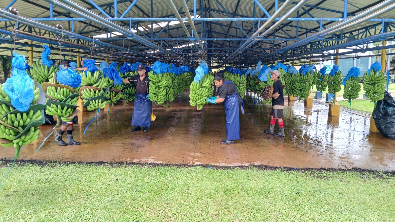 Plantation team at the transfer station among blue-bagged Cavendish bunches under the shade roof
