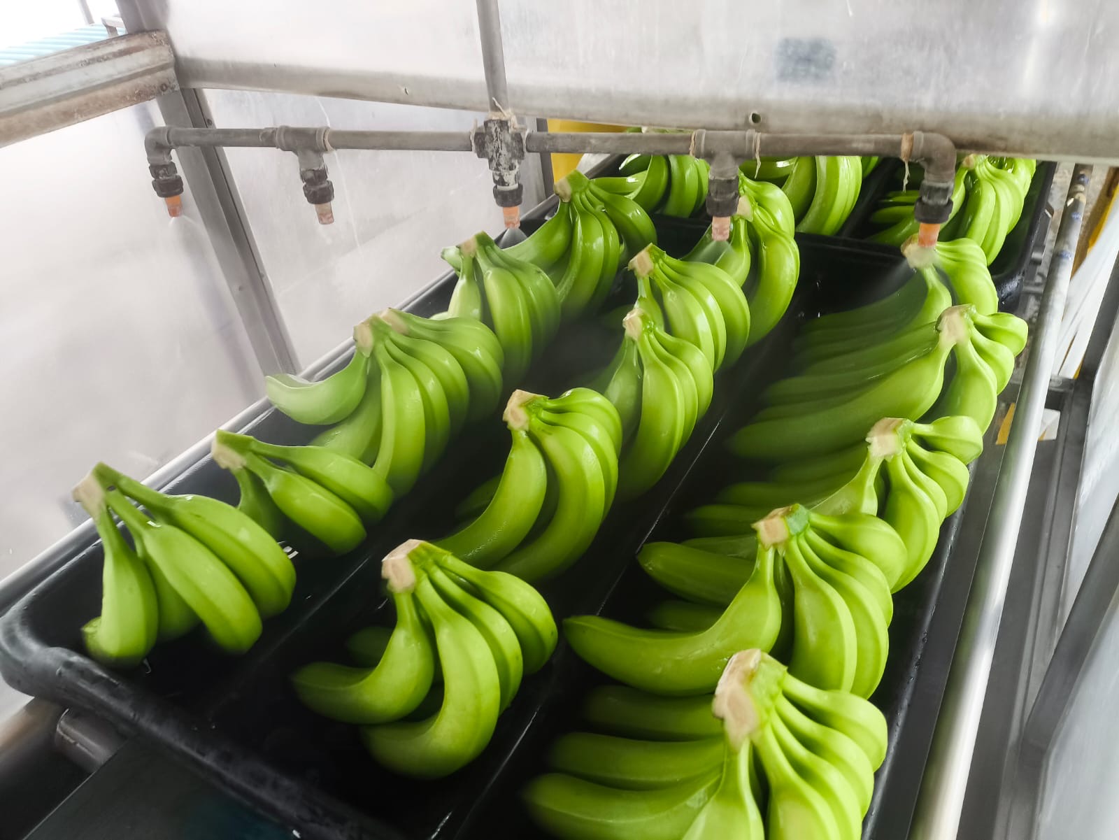 Premium green Cavendish bananas in Agrood packing house wash tank