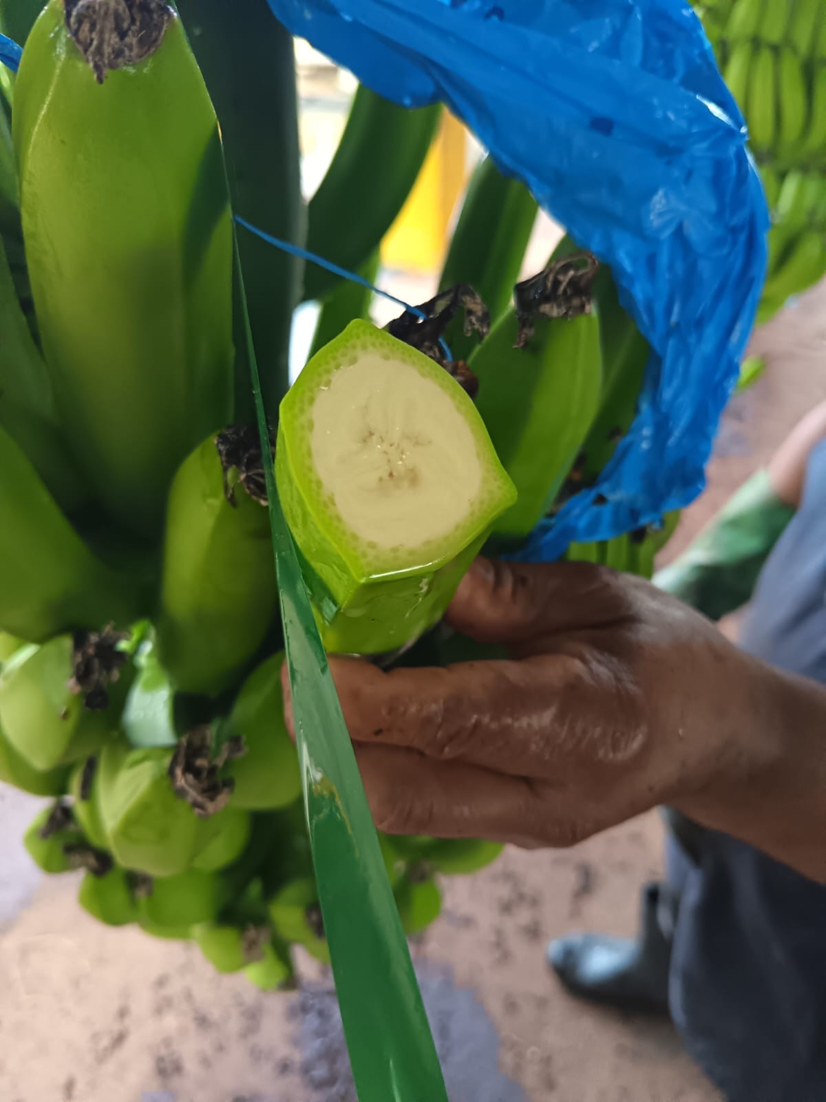 Hand inspecting a quality-check cut on a green Cavendish stem at the farm