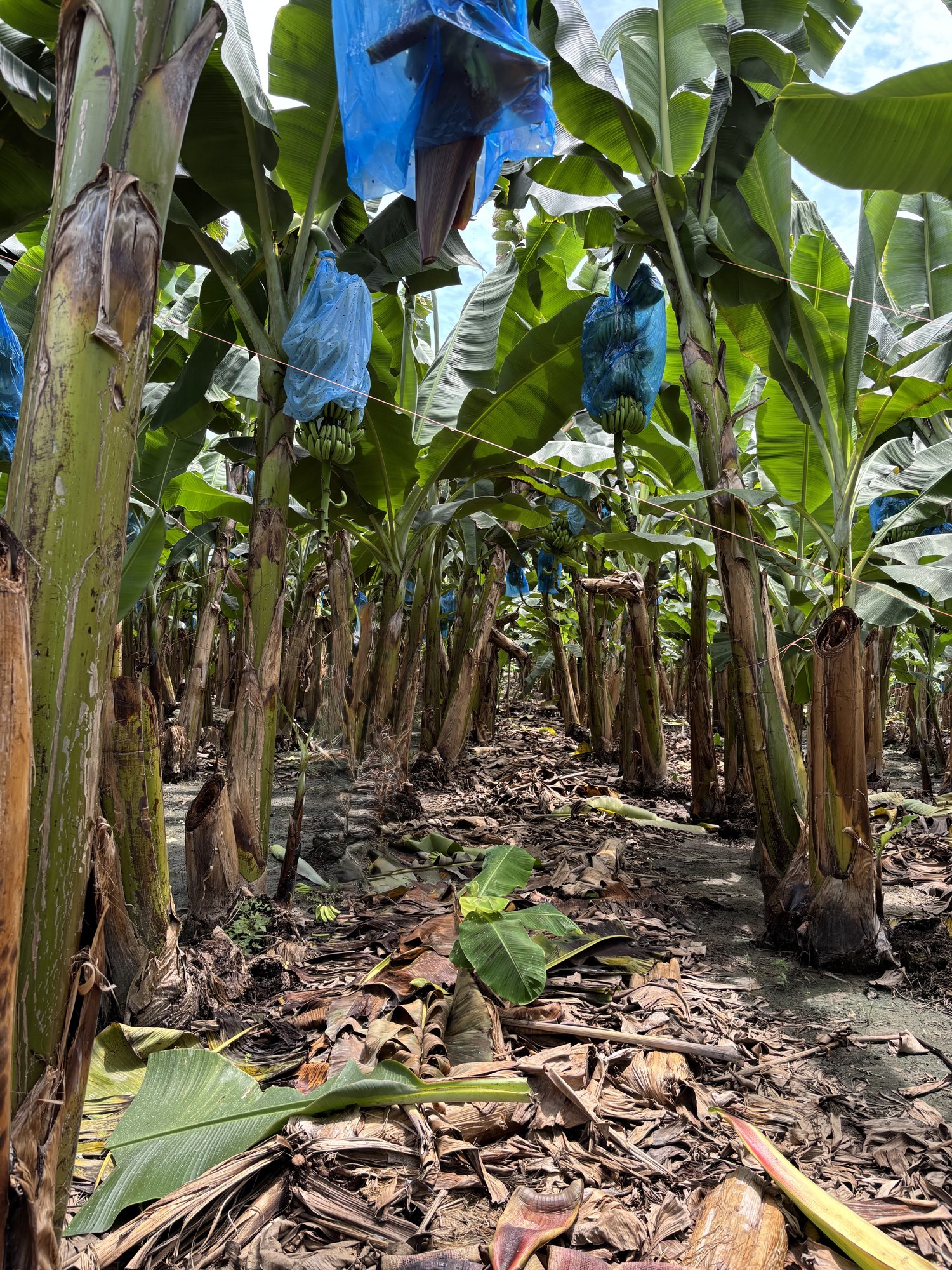 Colombia partner banana farm