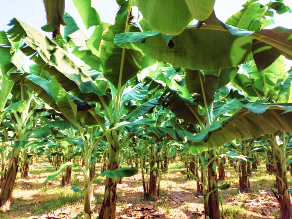 La Perla banana plantation in Venezuela