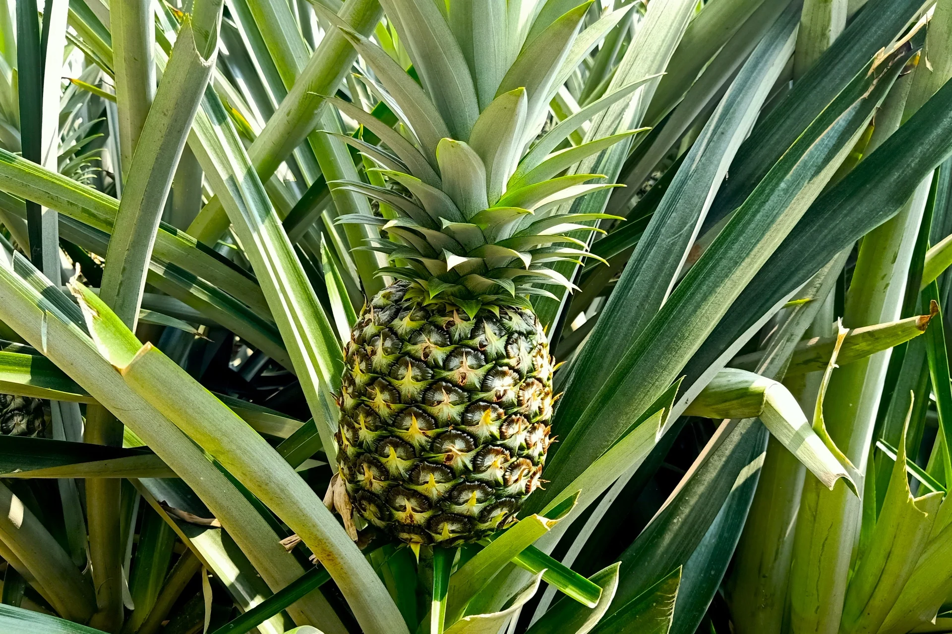 MD2 pineapple in field