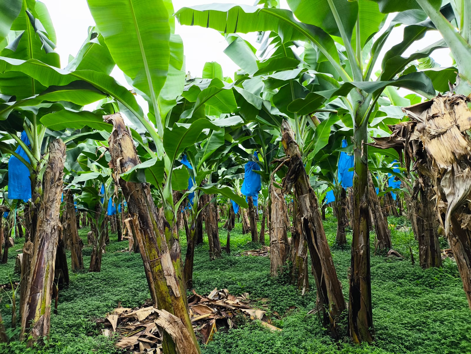 Agrood banana plantation Platanera Río Sixaola, Costa Rica