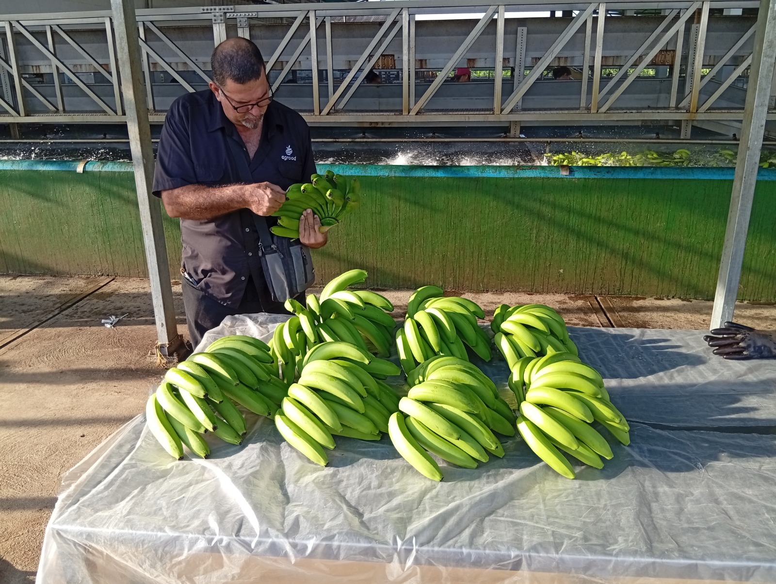 Agrood team member inspecting freshly harvested Cavendish bananas at the packing line